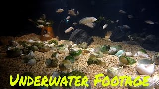 Underwater in the 50 gallon Zoomed Lowboy [upl. by Phyllys218]