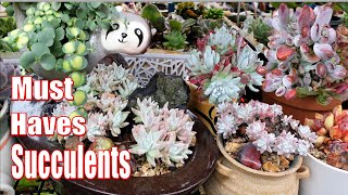 Sedum Cotyledon Dudleya amp Front Garden Update  VLOG 89 Succulents amp Coffee with Liz [upl. by Aninnaig]