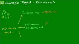 Meristemas primários  Botânica  Biologia [upl. by Oni]