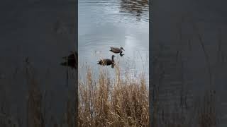 🦆Diving Ducks Mawson Lakes 🦆 [upl. by Arada]