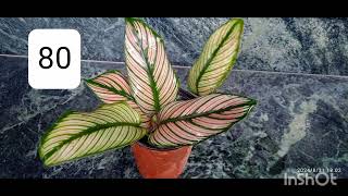 calathea plants for sale [upl. by Alberik]