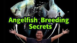 10 Tips on How to Breed Angelfish [upl. by Attiuqihc]