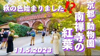 【南禅寺の紅葉2023•動物園•京都】外国人観光客も人気スポット‼️NANZENJI TEMPLE is More beautiful from MidNovember [upl. by Arde84]