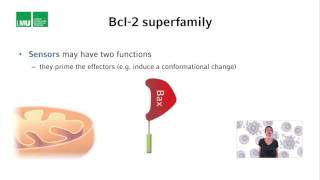 1 7 Lecture 6 The Bcl 2 superfamily 12 06 [upl. by Pincus]