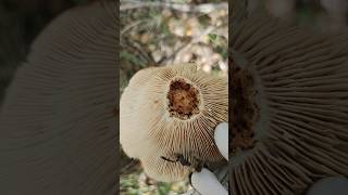 Все грибы червивые груздитихаяохотаприрода грибнойсезон mushroom forestnature [upl. by Yrocej421]