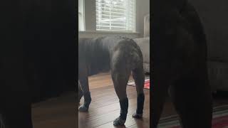 First steps with grippy socks funny cute puppy bulldog [upl. by Rodolfo]