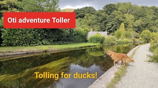 Nova Scotia duck tolling retriever tolling for ducks in calm water UK [upl. by Genna]