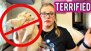 United States Banning Ferrets  HELP [upl. by Acireh873]