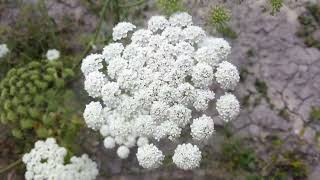 Ammi majus Cultivation India [upl. by Lerej153]