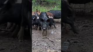 Surprising realities of wild boars you wont believe [upl. by Valentia]