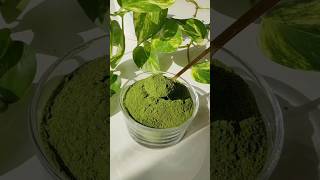 Moringa Powder shortsviral moringapowder healthychoice moringa dietdrink drink [upl. by Goldner432]