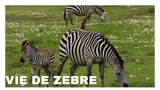 ZEBRA LE ZEBRE DANS LA SAVANE [upl. by Ydisahc]