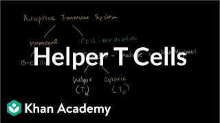 Helper T cells  Immune system physiology  NCLEXRN  Khan Academy [upl. by Hsiwhem]