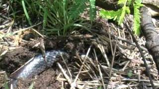 Long Tailed Garter Snake Elapsoidea sundevalli longicauda [upl. by Pas75]