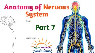 Anatomy of Nervous System Spinal Cord Supportive Video with Amharic Speech Part 7 [upl. by Esinert]