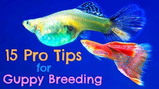 Guppy Fish Breeding 15 Pro Tips You Need to Know [upl. by Zerat523]