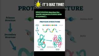 Protein structure [upl. by Nowed]