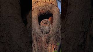 Eastern Screech Owl Sound [upl. by Fania]