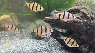 Five Banded Barbs Pentazona fish tropicalaquarium aquarium fishtank fishkeeping funnyfish [upl. by Brooking728]