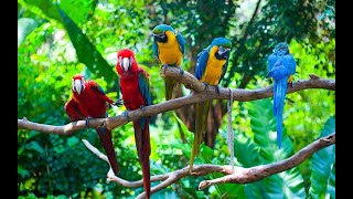 Bird Sounds Colorful Macaws and Soothing Songs for Relaxation [upl. by Eletnahs]