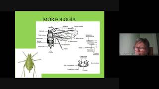 Clase Homoptera Teorico 2021 05  20 [upl. by Vivianne]