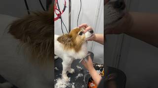 Blending Hair on a Lions Neck with Thinners and Chunkers  Tips and Techniques lioncut dogs [upl. by Borchert]