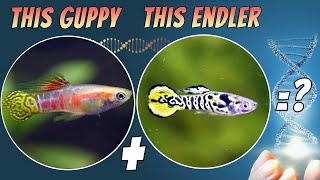 Tiger Endler Cross Ginga Rubra Guppy  Guppy Endler Cross Breeding Hybrid [upl. by Gherlein]