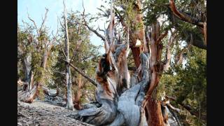 Ancient Bristlecone Pine Trees [upl. by Ellswerth]