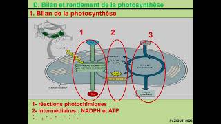 Physiologie végétale  Nutrition carbonée 10  La synthèse des glucides La photorespiration [upl. by Eeleak]