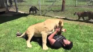 The reaction of a lioness meet the man who took care of  after a long period of absence [upl. by Issie]