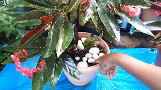 Angel Wings Begonia Red Plant And Its Care [upl. by Sup433]