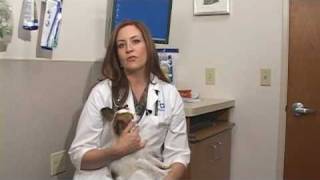 Dog Health Treatment amp Advice  How to Treat a Swollen Paw [upl. by Celina]