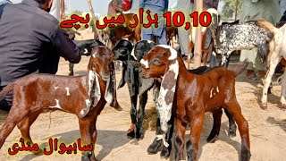 Sahiwal Mandi Update 1010 hazar mei bacche sale  BAHAWAL SHER Bakra TV bahawalsherbakratv goat [upl. by Kuo674]