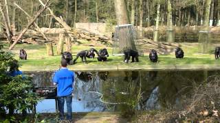 Apen voeren in het voorjaar in de dierentuin van Arnhem Precies op tijd [upl. by Aihsyt]