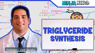 Metabolism  Triglyceride Synthesis [upl. by Dnaloy915]