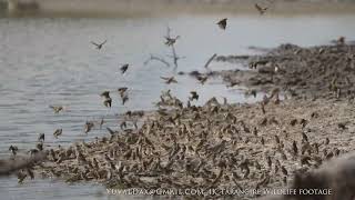 Quelea Bird Swarm in Tarangire  Tanzania [upl. by Hart]