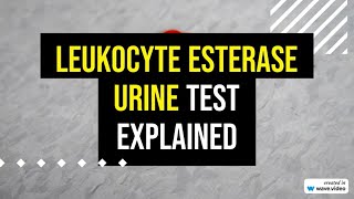 Leukocyte Esterase Urine Test explained [upl. by Eiffub]