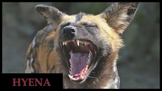 Do all hyena species laugh Guide to the hyena laugh [upl. by Bergmans]