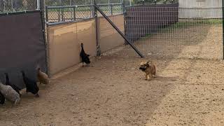 Briard puppies 7 12 weeks meeting ducks for herding instinct testing [upl. by Dlaniger]