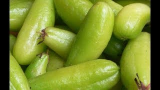 Kamias or Bilimbi Benefits from Treating Diabetes Thrush Rheumatism Acne and Toothache [upl. by Orji34]