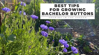 Best Tips for Growing BACHELOR BUTTONS Growing in the Garden [upl. by Ycul]