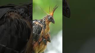 🌿 Le Hoazin Huppé  Un Oiseau Unique et Fascinant 🌿Le hoazin huppé hoatzin ou sassa gaïa [upl. by Awuhsoj]