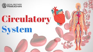 Circulatory System  Class6  Biology  Goyal Brothers Prakashan [upl. by Japheth624]