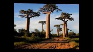 An impression of the Avenue des baobab in Madagascar [upl. by Ainit]