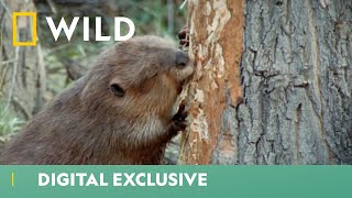 Beavers Scurry To Build Their Winter Home  Worlds Weirdest  National Geographic WILD UK [upl. by Zetrom808]