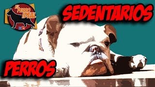 Perros Sedentarios [upl. by Nwahsud]