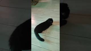 Do female cats have periods after being spayed youtube4animal youtubeshort youtubeshorts youtube [upl. by Annaierb]