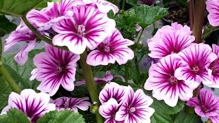 Best Perennials for Sun  Malva Zebrina French Mallow [upl. by Elish]