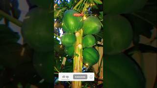 How to ripen papaya at Home 🤯💥 papaya youtubeshorts natural gardening harvest shorts [upl. by Gussie363]