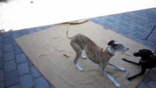 Italian Greyhound taunts Whippet to play [upl. by Yffub]